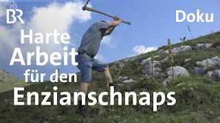 Enzian aus dem Allgäu: Wurzeln zum Schnaps brennen | Zwischen Spessart und Karwendel |  Doku | BR