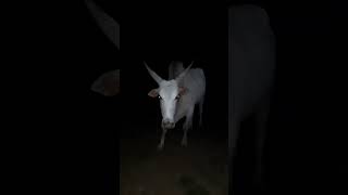 #Scary ghost inside👻 #Cow🐮🐄#Ghost #fun #Experiment😏