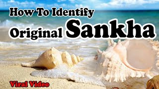 How to Identify a Real Sankha || ପ୍ରକୃତ ଶଙ୍ଖ କିପରି ଜାଣିବେ ॥ Real Conch || viral video ||