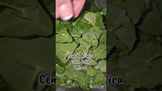 Centella rice milk toner#washoff toner #calm #soothing #centellaasiatica #rice