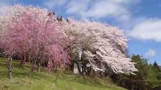 ４K撮影 皆神山の桜【20200419】