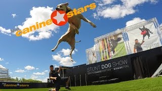 Stunt Dog Show - The Canine Stars