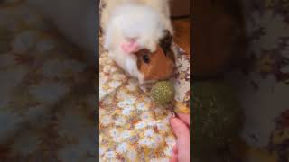 Bubbles loves his cake pop!#fypシ゚viralシfypシ゚ #funny