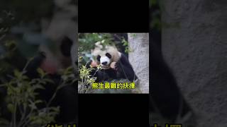 熊生最難的抉擇-到底先吃什麼好？#大熊貓#熊貓#貓熊#panda #판다 #熊貓愛Panda #cutepanda #吃什麼 #圓潤#搞笑 #有趣#funnypanda