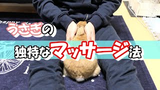 我が家のウサギのマッサージ紹介動画