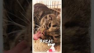 初のマタタビで酔う猫#shorts 【get drunk with Actinidia】#ねこ　#保護猫