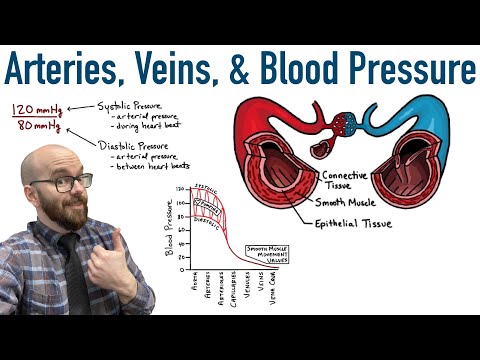 Do veins or capillaries have lower pressure?