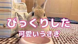 飼い主のくしゃみにびっくりする可愛いうさぎ🐰No35  はなちゃんとの日々