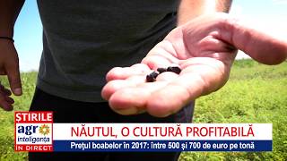 Cum se cultivă năutul