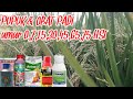 Panen melimpah!!! Aplikasi Pupuk dan obat untuk padi dari awal sampai panen