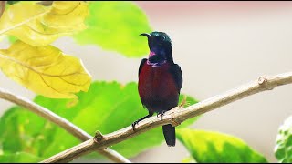 นกกินปลีคอสีม่วง (Maroon-bellied Sunbird / Van Hasselt’s Sunbird)