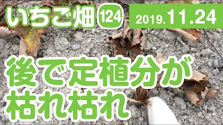 いちご畑【124】後で定植分が枯れ枯れ