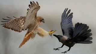 Crow vs Hawk Real Fight - Who Would Win ? | Wild Animal Fight Videos