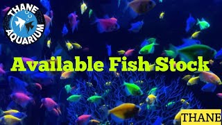 Aquarium Fish || Aquarium Fish Stock At Thane Aquarium🐠