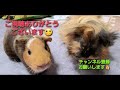 【guineapig】ソファの下はうんこだらけ【モルモット】