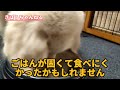 【生後3ヶ月】ゴールデンレトリバーの子犬と一緒にドッグフード食べてみた