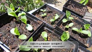 【种】那些常被问到的关于后院种植的问题|湾区小院｜后院种植