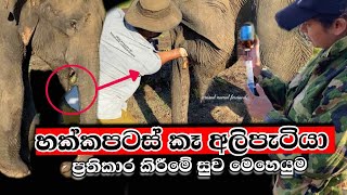 වෙඩි වැදුන අලි පැටියා |Treatment of critically ill #baby_elephant shot in the muzzl #mahasen