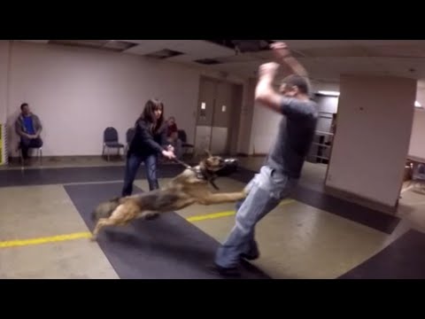 Train Dog to Watch on Command (K9-1.com) Train Dog to Watch on Command (K9-1.com)