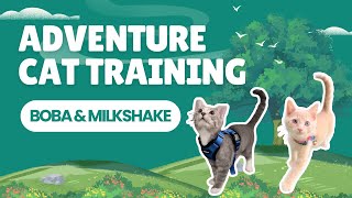 Adventure Kitty Training |  Boba🧋\u0026 Milkshake 🍦