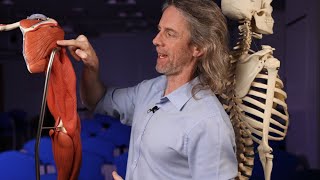 Origins and insertions of rotator cuff muscles (anatomy)