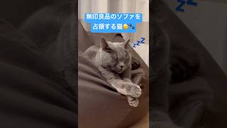 無印良品のソファを占領する猫　#ブリティッシュショートヘア #無印良品 #猫 #猫のいる暮らし #cat #cats #britishshorthair #shorts