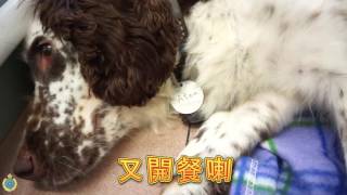 懲教署與香港海關首次合作進行繁殖犬隻計劃