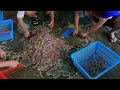 Udang Laut Segar Kuala Sepetang Perak | Shrimp Tradisional Sorting