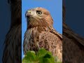 Kızıl şahin  long-legged buzzard