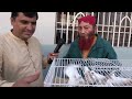 pakistan birds market sunday video latest update 22 12 24 by sohail ahmed tv in urdu hindi