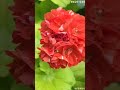 별빛같은나의사랑아 사랑스러운 애니버셔리 제라늄 시리즈 애니버셔리제라늄 제라늄 flowers 꽃 화초 임영웅노래