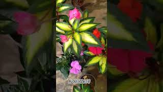 Chinese balsam sales  rs 40+cc #sale #plants #kerala