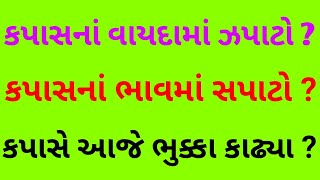 કપાસમાં ધગધગતી તેજી ? ગામડે બેઠા કપાસના ભાવમાં સુધારો ?  કપાસ ખોળ અને રૂની ગાંસડીના વાયદા વધ્યા ?