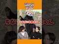 風太くん〇亡説 shorts 動物 豆知識 雑学 風太くん ＃レッサーパンダ