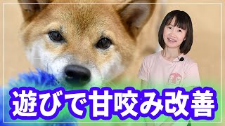 子犬の甘咬み対策「引っ張りっこ遊び」