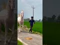 most beautiful horse bangladesh দেখুন বাংলাদেশের সবচেয়ে সুন্দর ঘোড়া