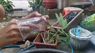 How to Propagate a Red Star Caladium