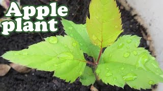 How to Grow an APPLE TREE from SEED #2- Apple Tree SEEDLINGS - Apple Fruit Trees - GardenersLand