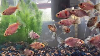 寿恵廣錦(スエヒロニシキ) #goldfish ＃スエヒロニシキ　#aquarium  #bgm