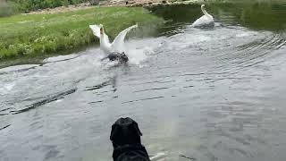 Swan Attacks Dog Protects His Little Baby Swans