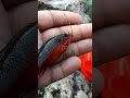 fish id is this a good aquarium fish fishing fishingvideo