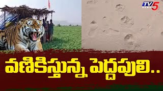 వణికిస్తున్న పెద్దపులి..| Tiger Fear in Mulugu District agency villages | Tv5 News