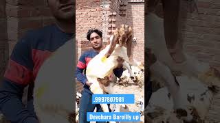 तोतापरी गूजरी सिरोही #goat #goatfarming  bakra Mandi Devchara Bareilly up #sanju_ali_pilibhit