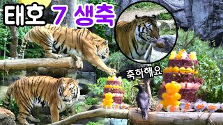 에버랜드 호랑이 태호 7번째 생일축하 까마귀 축하비행