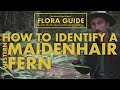 Maidenhair Ferns - How to Identify Them!  || Nerdy About Nature Flora Guide