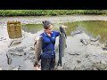 Harvesting Fish to sell - Cooking - Grilled fish - Lý Phúc An