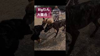 超大型犬の集まりにお邪魔しました！Bigわん大集合　 #バーニーズマウンテンドッグ #バーニーズ #超大型犬