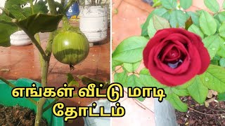 எங்கள் வீட்டு மாடி தோட்டம் சுற்றி பாக்கலாம் வாங்க #garden #maadithottam #gardening