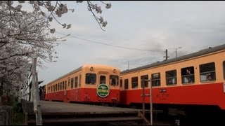 2013年 小湊鉄道沿線桜開花状況・馬立駅編（列車交換）