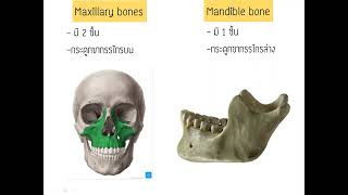 กายวิภาคศาสตร์ระบบโครงร่าง Part 1